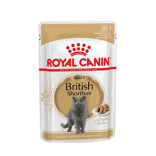 British Shorthair en sauce
