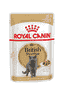 British Shorthair en sauce