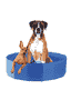Piscine pour chiens Planchi