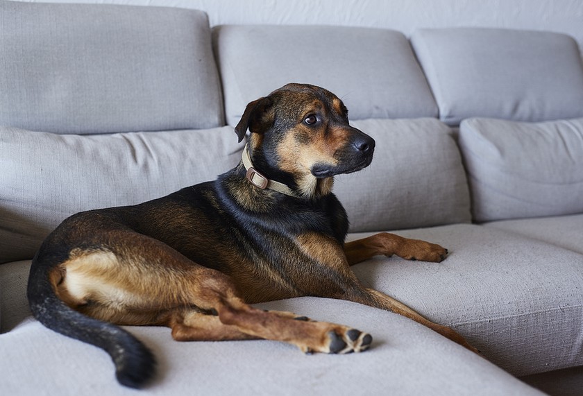 Zenidog Halsband