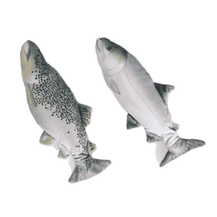 Jittering Fish