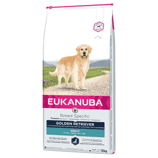 Golden Retriever Adult