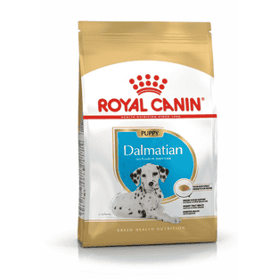 Dalmatien Puppy