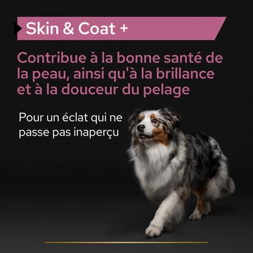 Dog Skin & Coat +
