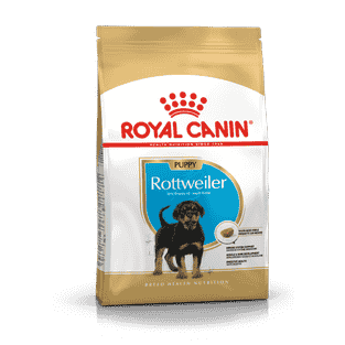 Rottweiler Puppy