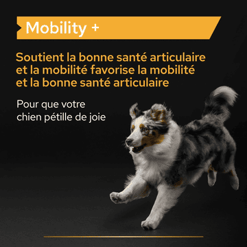 Dog Mobility +