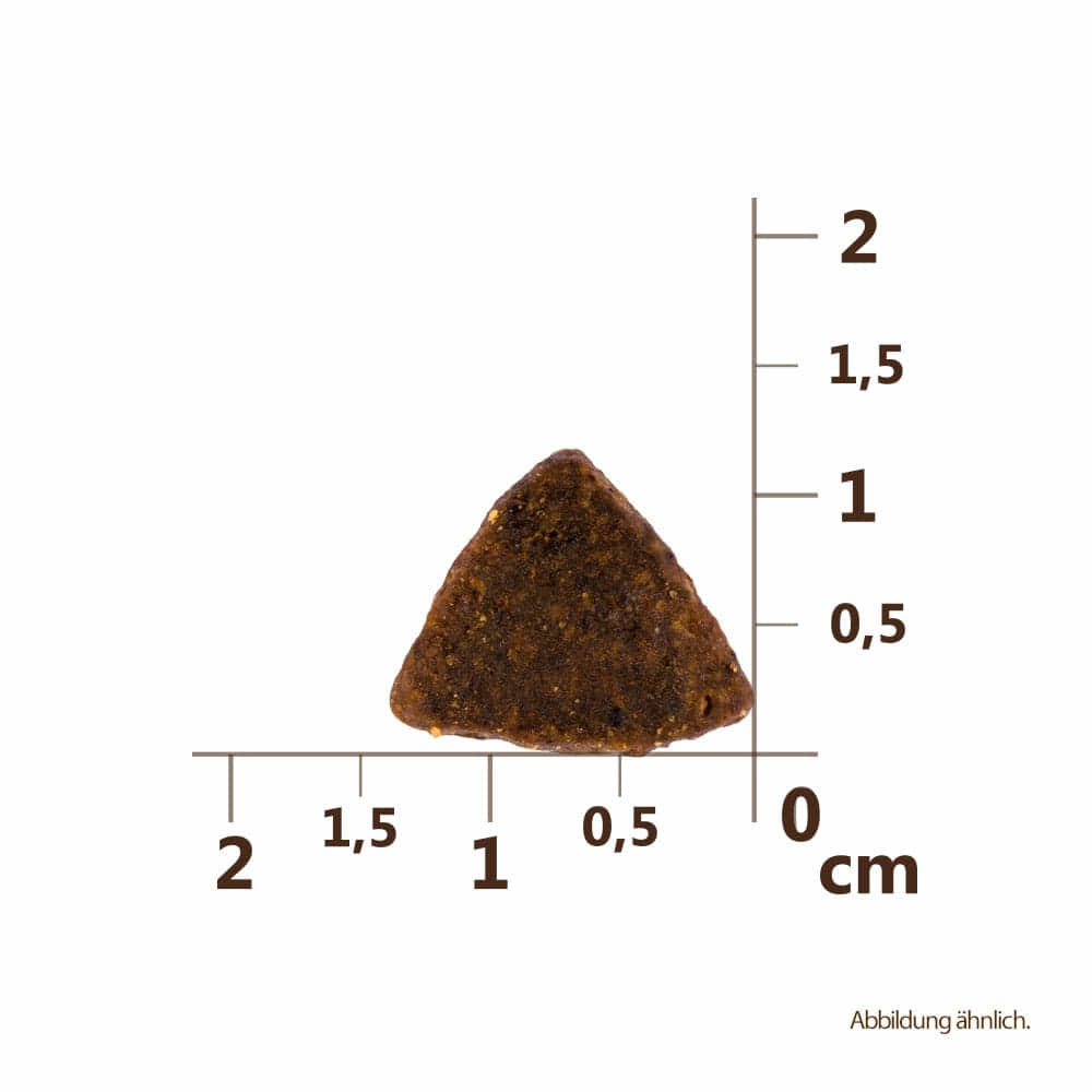 Adult - Lachs