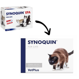 Synoquin chat