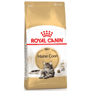 Maine Coon
