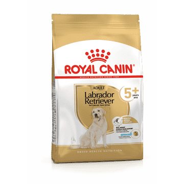 Labrador Retriever 5+