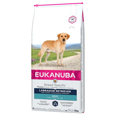 Labrador Retriever Adult