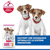 Puppy Small & Mini Breed