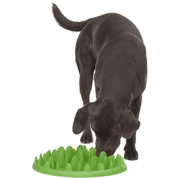 Green Slow Dog Feeder