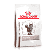 Hepatic Cat