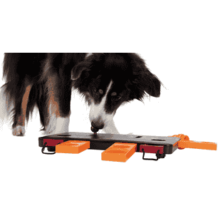 Dog Activity Move2Win