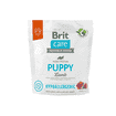Care Dog Puppy - Lamb - Hypoallergenic