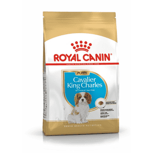 Cavalier King Charles Puppy