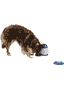 Dog Activity Memory Trainer 3.0