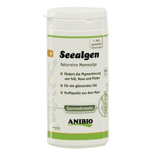 Seealgen