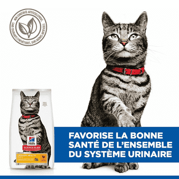 Feline Urinary Health