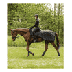 Nierendecke Exclusive black