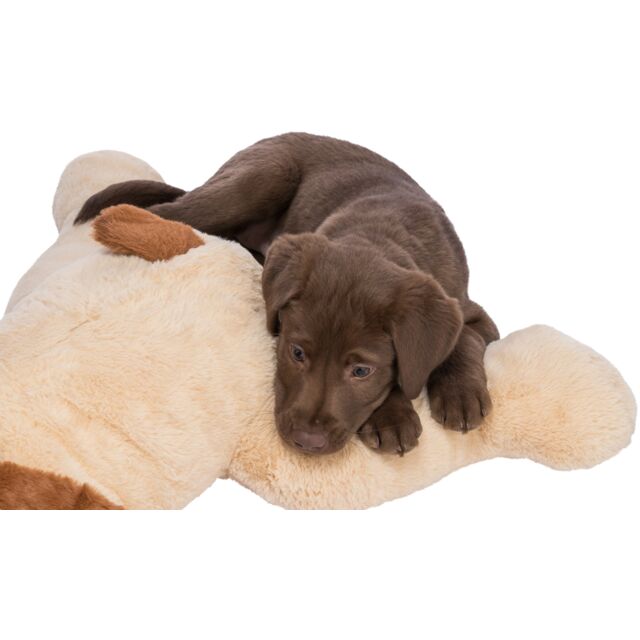 Cuddly dog Benny