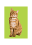 Collier GPS CAT pour chats