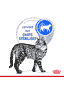 Indoor Cat 7+ en sachet