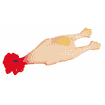 Animaux de jeu en latex