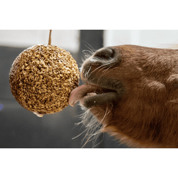 Granola Stable Ball