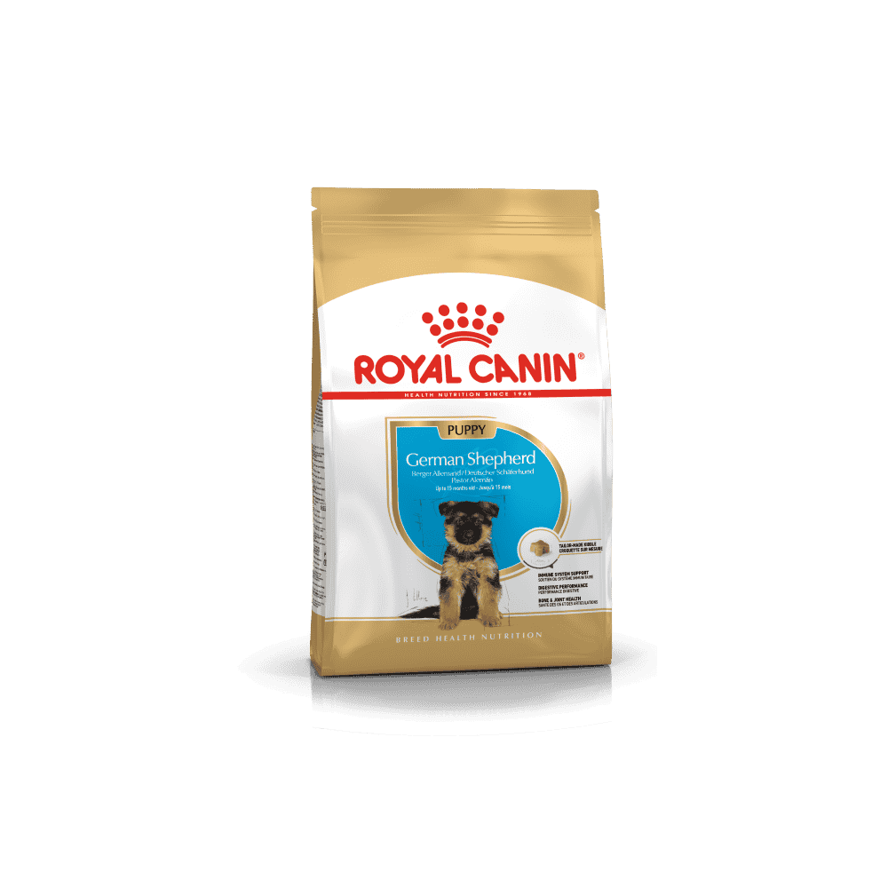 Berger Allemand Puppy