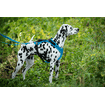 Harnais Vary, turquoise