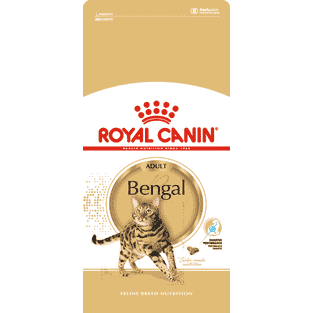 Bengal Adult