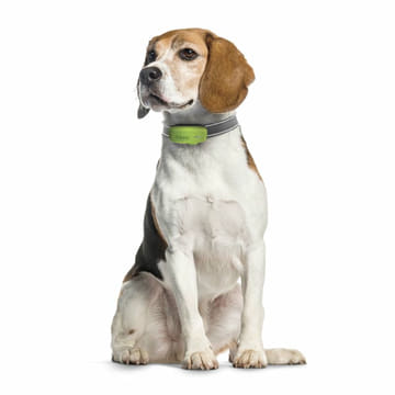 DOG GPS-Tracker für Hunde