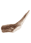 Ramure de cerf rouge