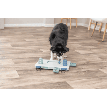 Dog Activity Move2Win