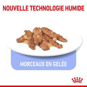 Indoor Sterilised Cat en gelée - sachet