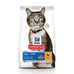 Feline Oral Care