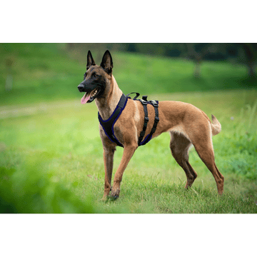 Hundegeschirr Vary Support, schwarz/marineblau