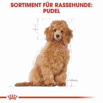 Caniche Puppy