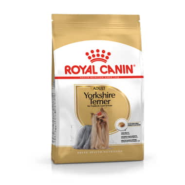 Yorkshire Terrier