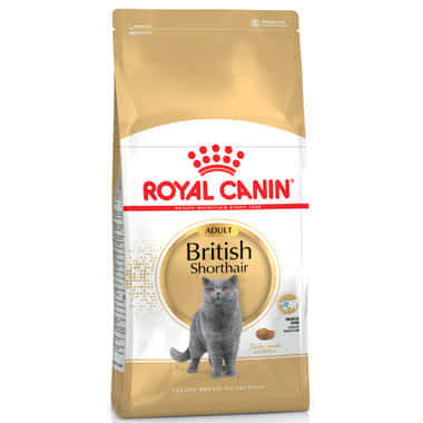 British Shorthair
