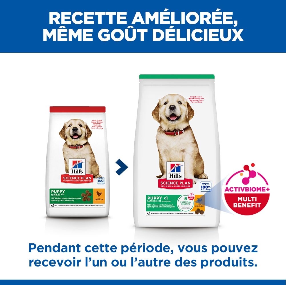 Puppy Large Breed