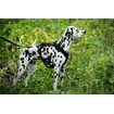 Hundegeschirr Vary, schwarz