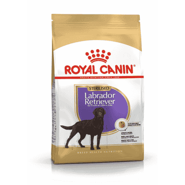 Labrador Retriever Sterilised