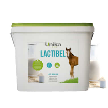 Lactibel