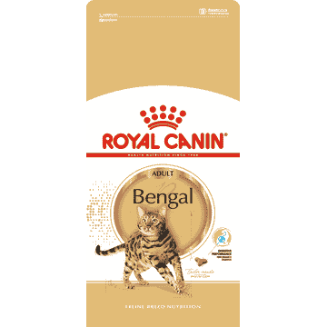 Bengal Adult