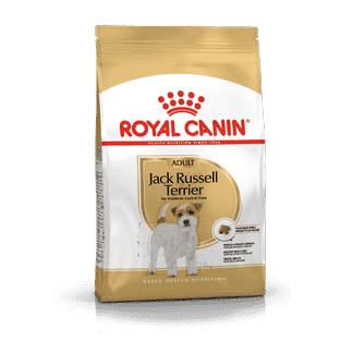 Jack Russel Terrier