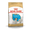 Jack Russel Terrier Puppy