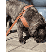 Signature Leather Harness